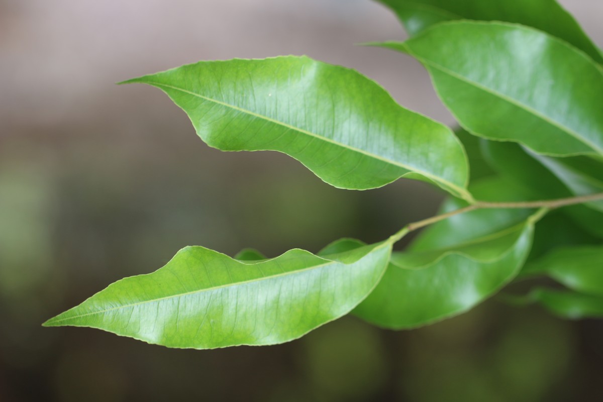 Lecythis lanceolata Poir.